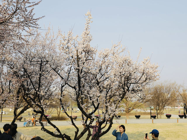 首爾｜春天限定美景絕對不輸日本！汝怡島漢江公園櫻花美到不真實，韓妞都來這裡拍