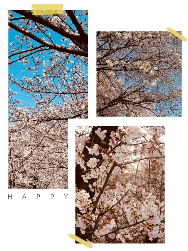 Yangjaecheon's Pink Ribbon: A Serene Riverside Blossom Stroll Offers Urban Tranquility