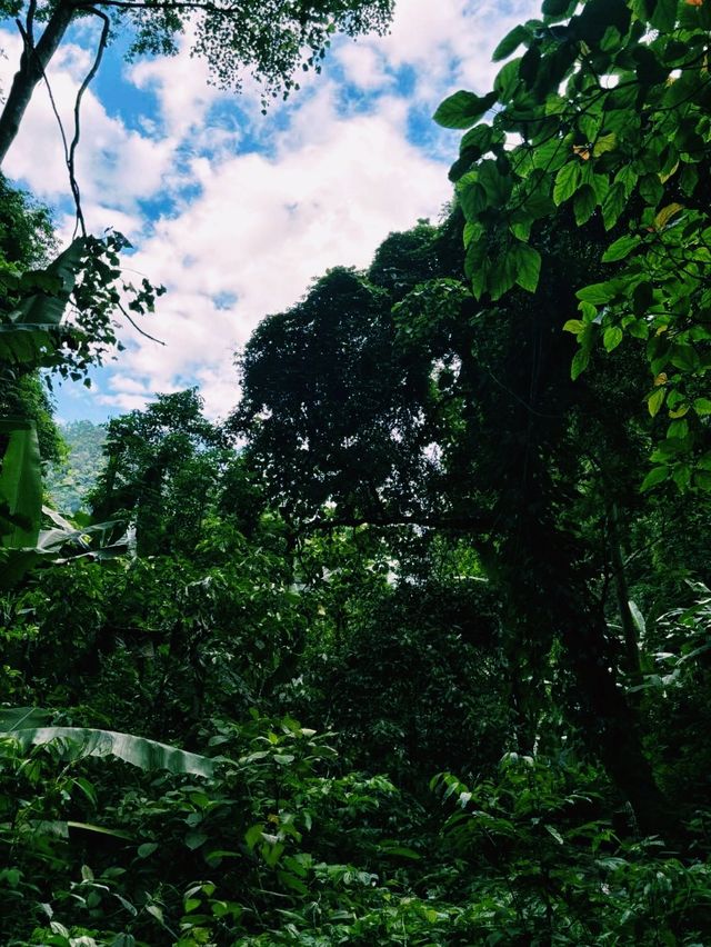 中國雲南騰衝著名景點高黎貢山自然保護區徒步旅行攻略，適合打卡拍照📸