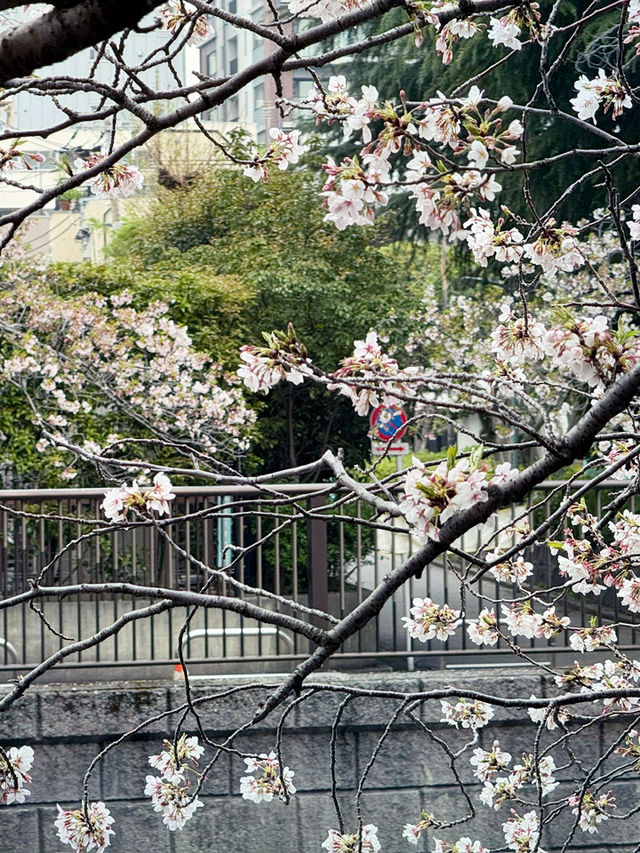 東京｜目黑區一日遊 🌸