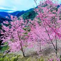 🌸** 隱藏在深山中的賞櫻秘境**🌸