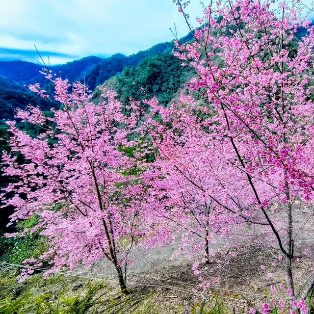 🌸** 隱藏在深山中的賞櫻秘境**🌸