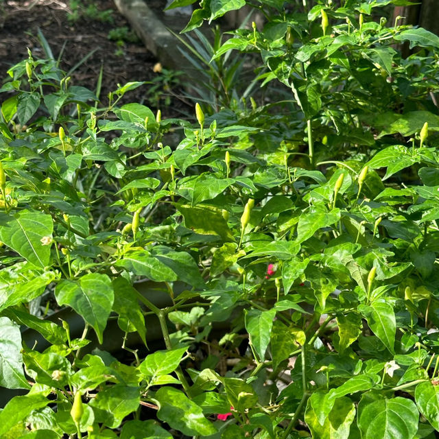 裕廊湖花園•熱帶奇花異卉