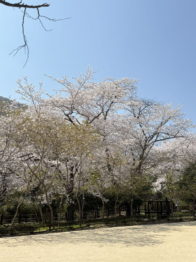 벚꽃 여행 코스 추천