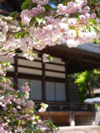 【金沢×尾山神社】 ステンドグラスの個性的な神門 八重桜が素晴らしい