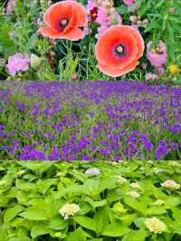 Gongqing Forest Park 🌳| Half-Day Flower Viewing Route Guide