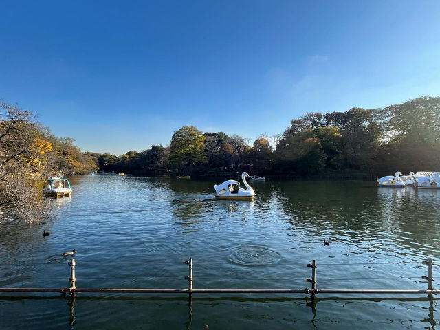東京井之頭公園真的很靚！
