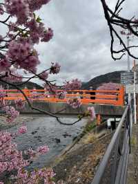 Chasing Petals in Kawazu: A Spring Dream Come True!