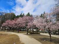 仙台賞櫻-小巧精美的錦町公園