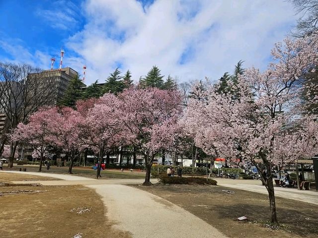 仙台賞櫻-小巧精美的錦町公園