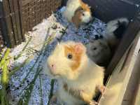 Borneo Happy Farm Date