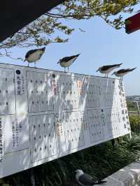 【青森×蕪島神社】ウミネコ3万から4万羽 空から運が降ってくる神社