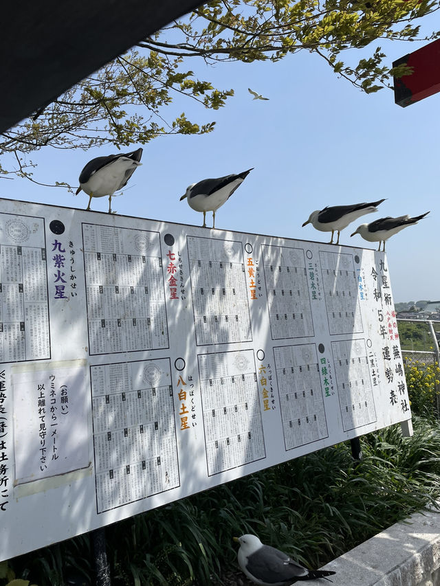 【青森×蕪島神社】ウミネコ3万から4万羽 空から運が降ってくる神社