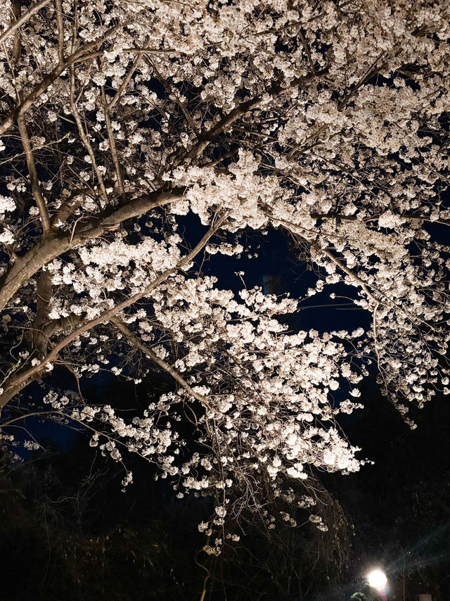 【北九州観光】夜桜と夜景がとても綺麗なスポット
