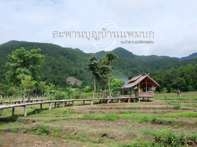สะพานไม้ไผ่บ้านแพมบก (โขกู้โส่) 🌳