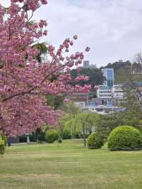 Busan’s Secret Sakura Spectacle: Where UN History Meets Stunning Yaezakura Blooms