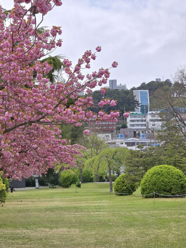 Busan’s Secret Sakura Spectacle: Where UN History Meets Stunning Yaezakura Blooms