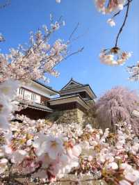 Ueda Johseki Park Cherry Blossoms– Nagano’s "Battlefield Sakura