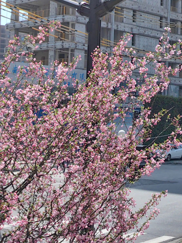 “Petals in the Pearl: Cherry Blossoms Amid Shanghai’s Skyline”