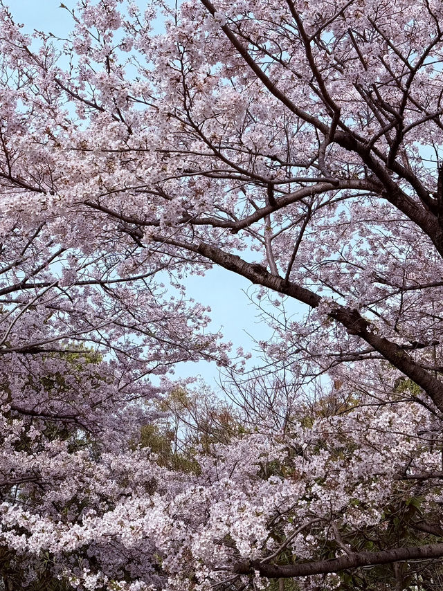 Tennoji Park: Serene Morning Jog Amongst Hints of #aprilblooms 🏃‍♀️🌸
