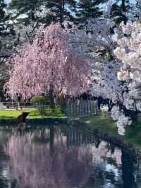 Petals and Pines: Springtime Splendor in Towada