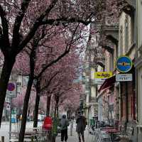 Spring Blooms in Zurich: A Floral Wonderland