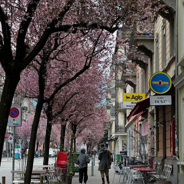Spring Blooms in Zurich: A Floral Wonderland