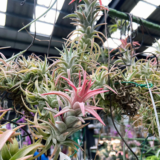 宜蘭秘境花市｜進花園・和旺園藝 IN GARDEN
