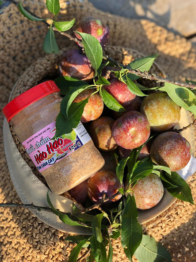 Hái mận Mộc Châu, cảnh đẹp, mận ngon