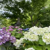 【鎌倉】鎌倉の紫陽花 有名スポット長谷寺