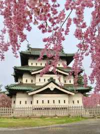 A Springtime Date Amid Pink Blossoms at Hirosaki Park