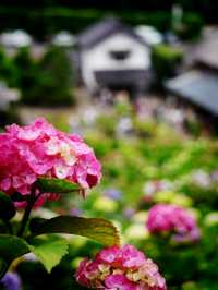 【千葉】1万株以上の紫陽花 メディアにもとりあげられる大人気紫陽花スポット！