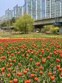 봄은 튤립의 계절 🌷🌷