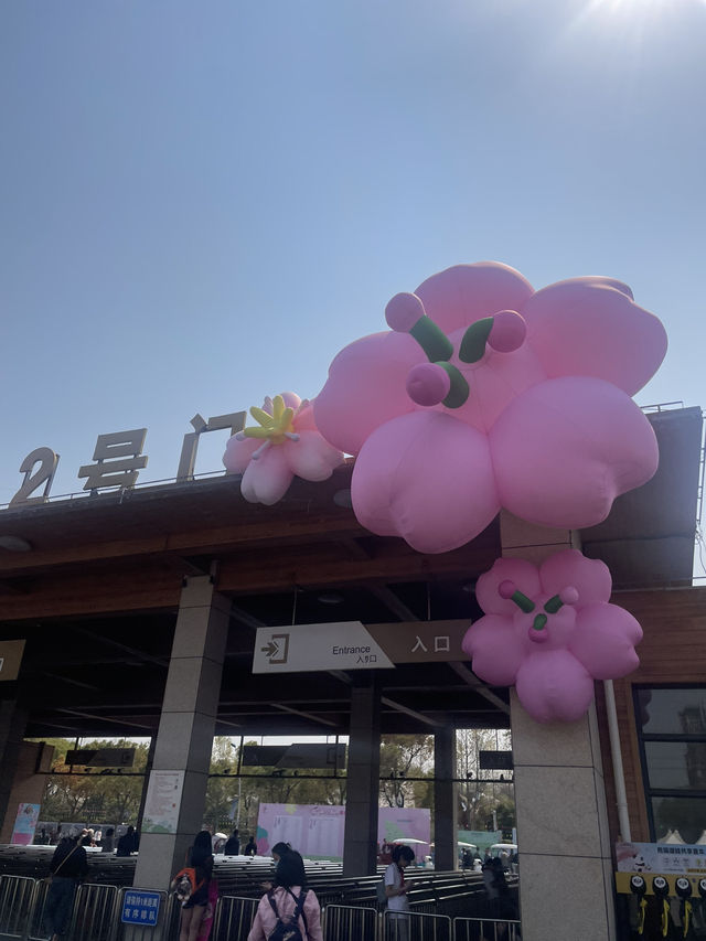 봄날에 갈만한 상해 공원(구춘공원/顾村公园/벚꽃