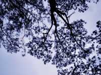 Tall Pines & Fresh Air – Kirirom National Park, Cambodia