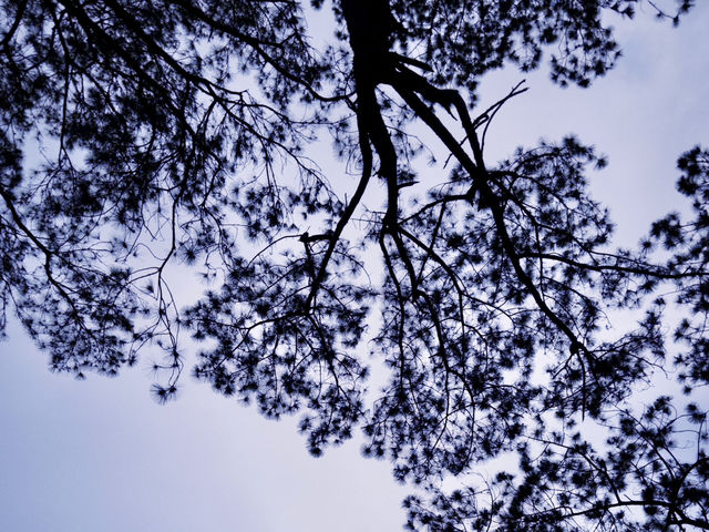 Tall Pines & Fresh Air – Kirirom National Park, Cambodia