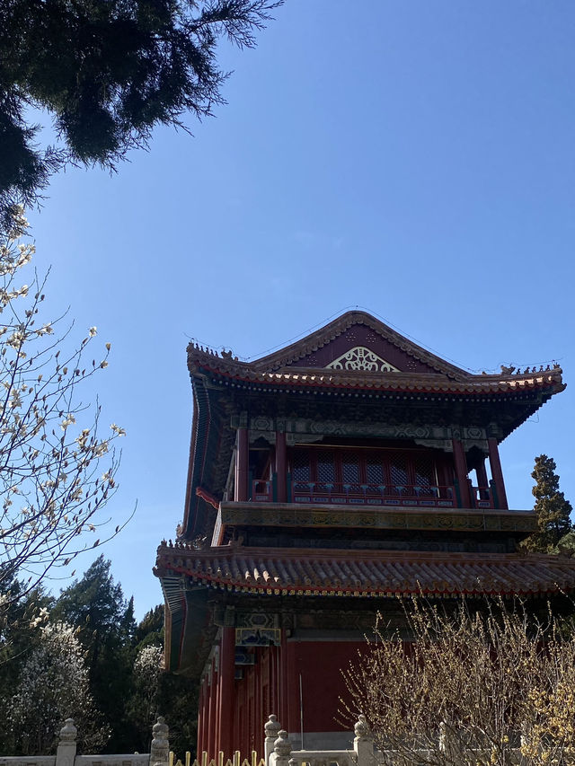 JINGSHAN PARK วิวหลักล้าน ควรค่าแก่การมา ✨🌸
