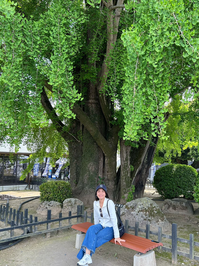 ไปเที่ยวปราสาท Kumamoto กัน 🏯
