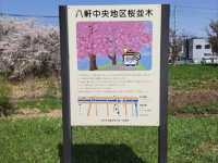 騎單車賞櫻花---札幌新川十字街公園
