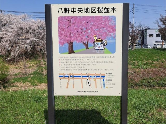 騎單車賞櫻花---札幌新川十字街公園