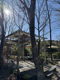 【熊本グルメ】山の奥の自然豊かな場所にある癒しカフェ🍽