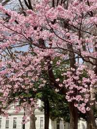 “Sakura of the Mind: Blossoms in the Halls of Thought”