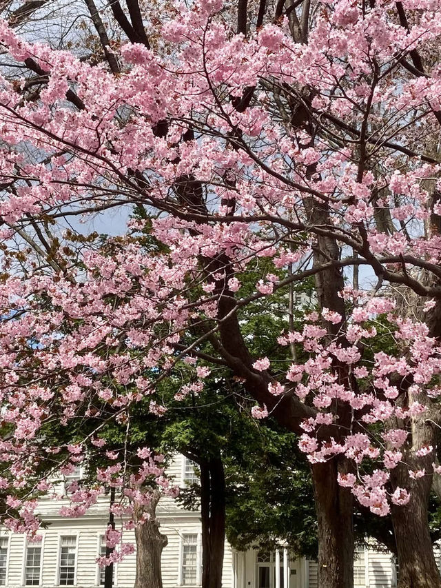 “Sakura of the Mind: Blossoms in the Halls of Thought”