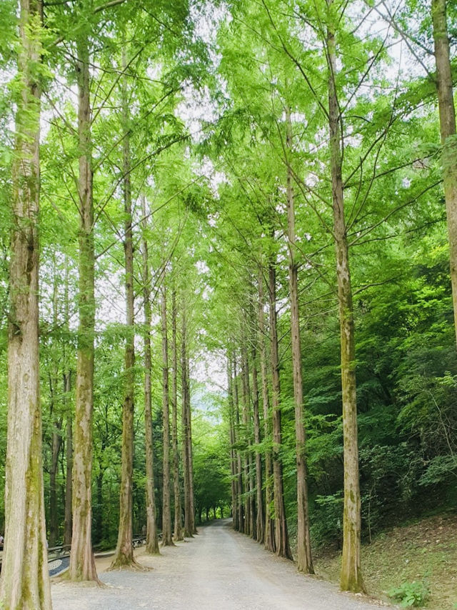 A Quirky Escape to Sangso-dong Forest Bathing Area