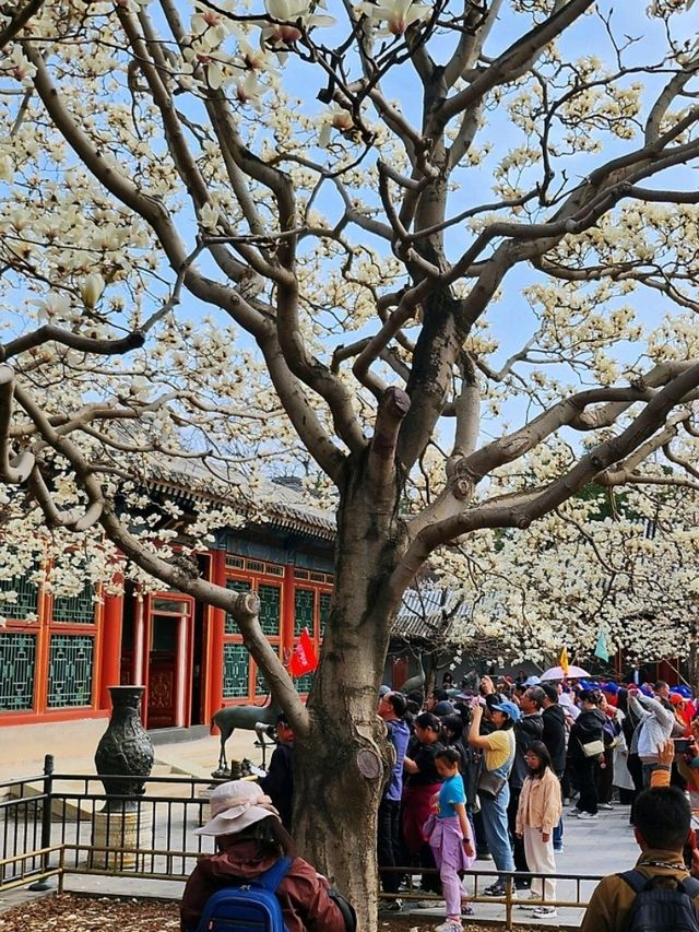 春遊：頤和園的春意