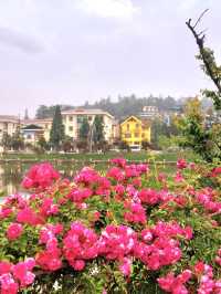 Sapa in Bloom: A Journey Through season