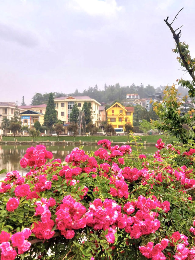 Sapa in Bloom: A Journey Through season