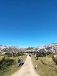 Fun Under The Cherry Blossom at Bloesempark