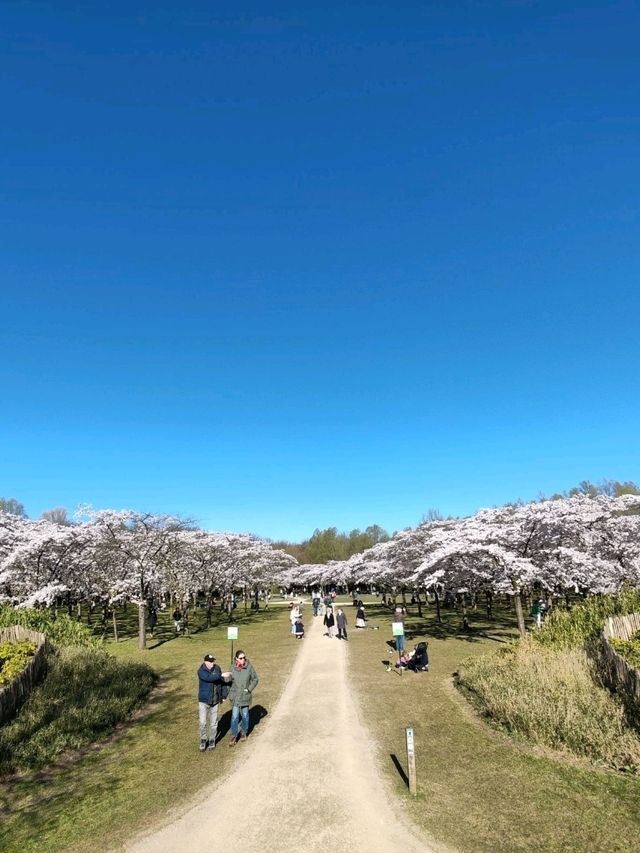 Fun Under The Cherry Blossom at Bloesempark