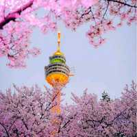 Daegu: Korea’s Secret Spring Sanctuary